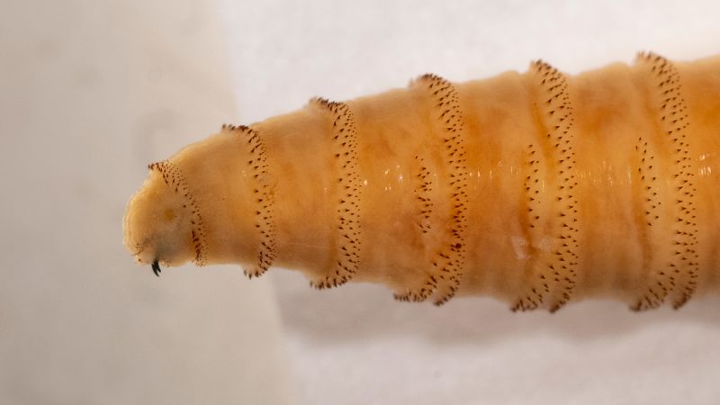 20250609 screwworm mm 417