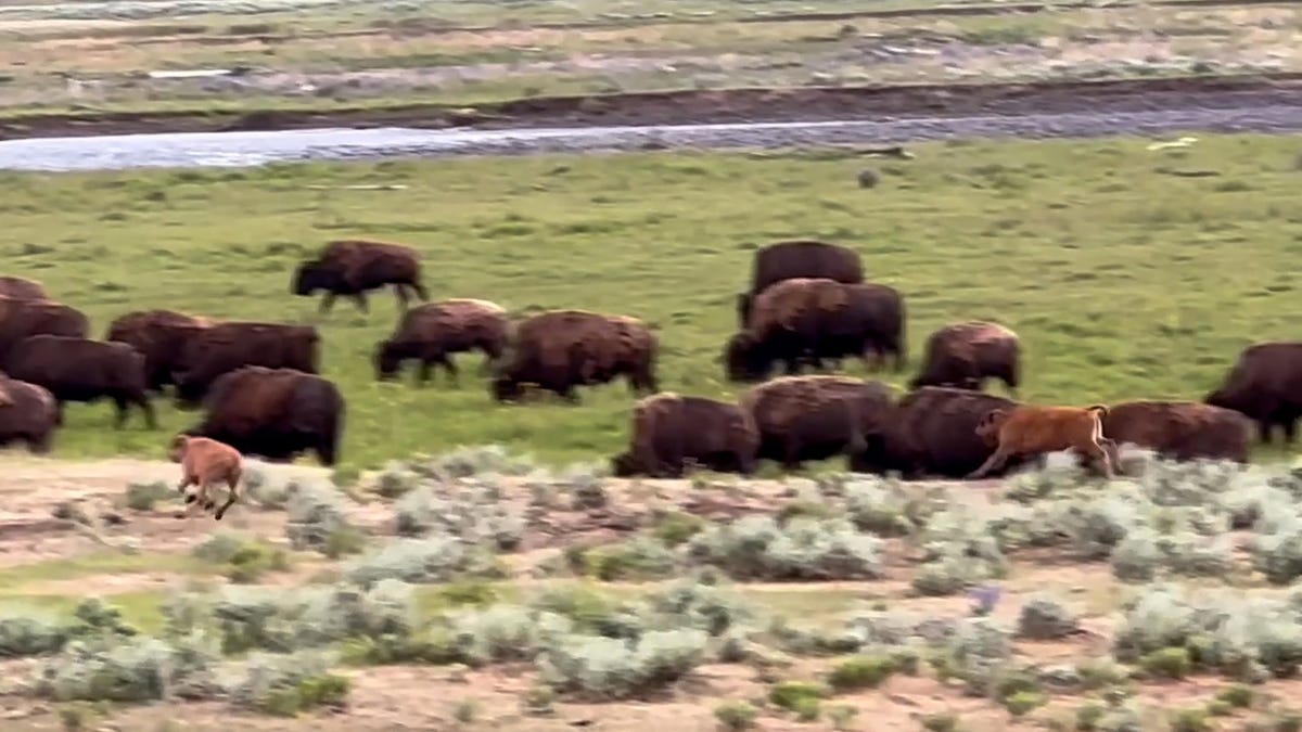84435914007 trnd pets baby bison gets the zoomies thumb