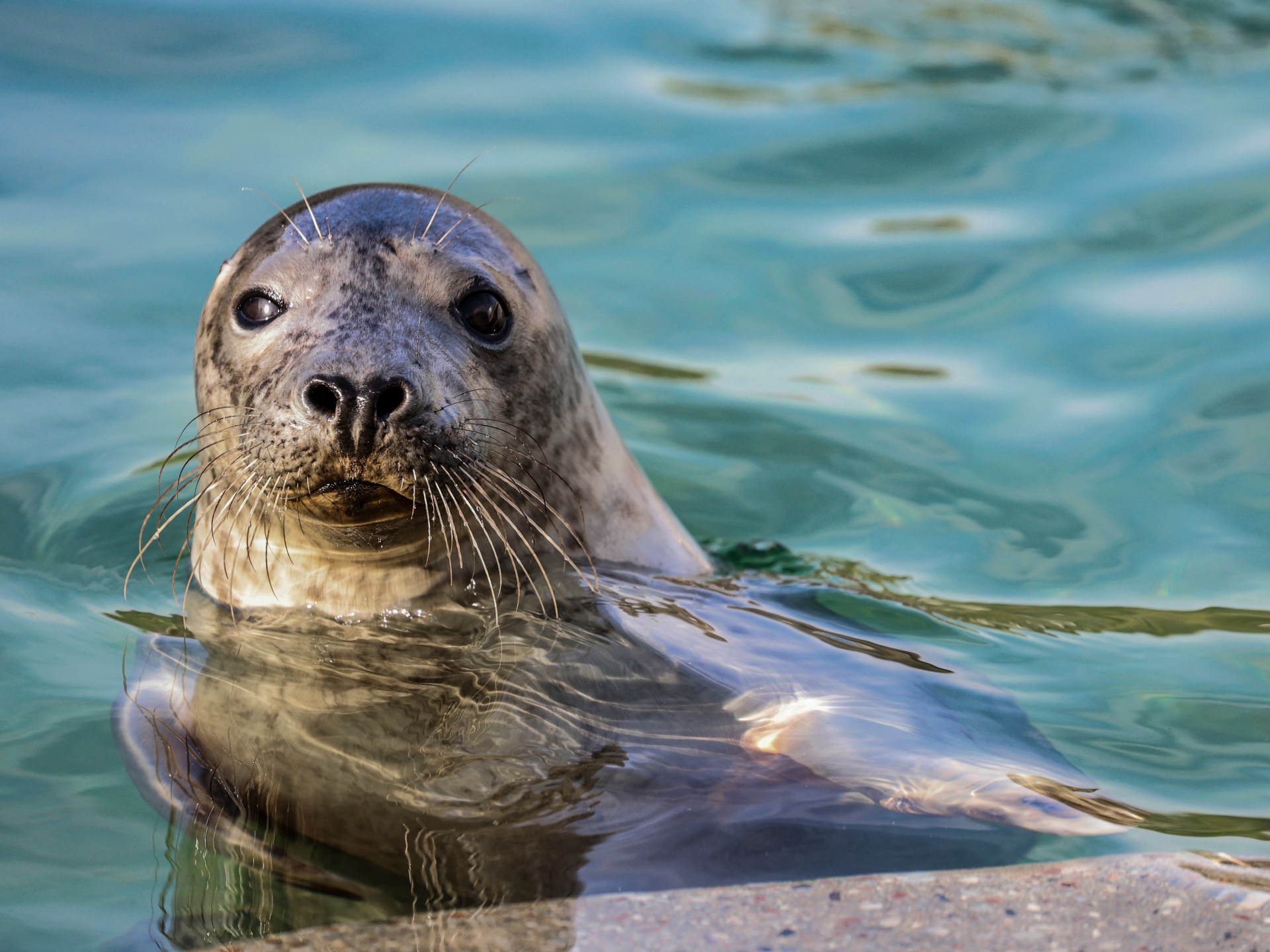 AFP 20250710 64RH9W6 v1 HighRes LithuaniaClimateOceanographySeals 1752232786