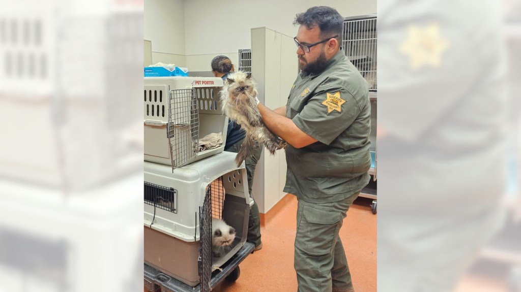 LPT L CATS 0704 02