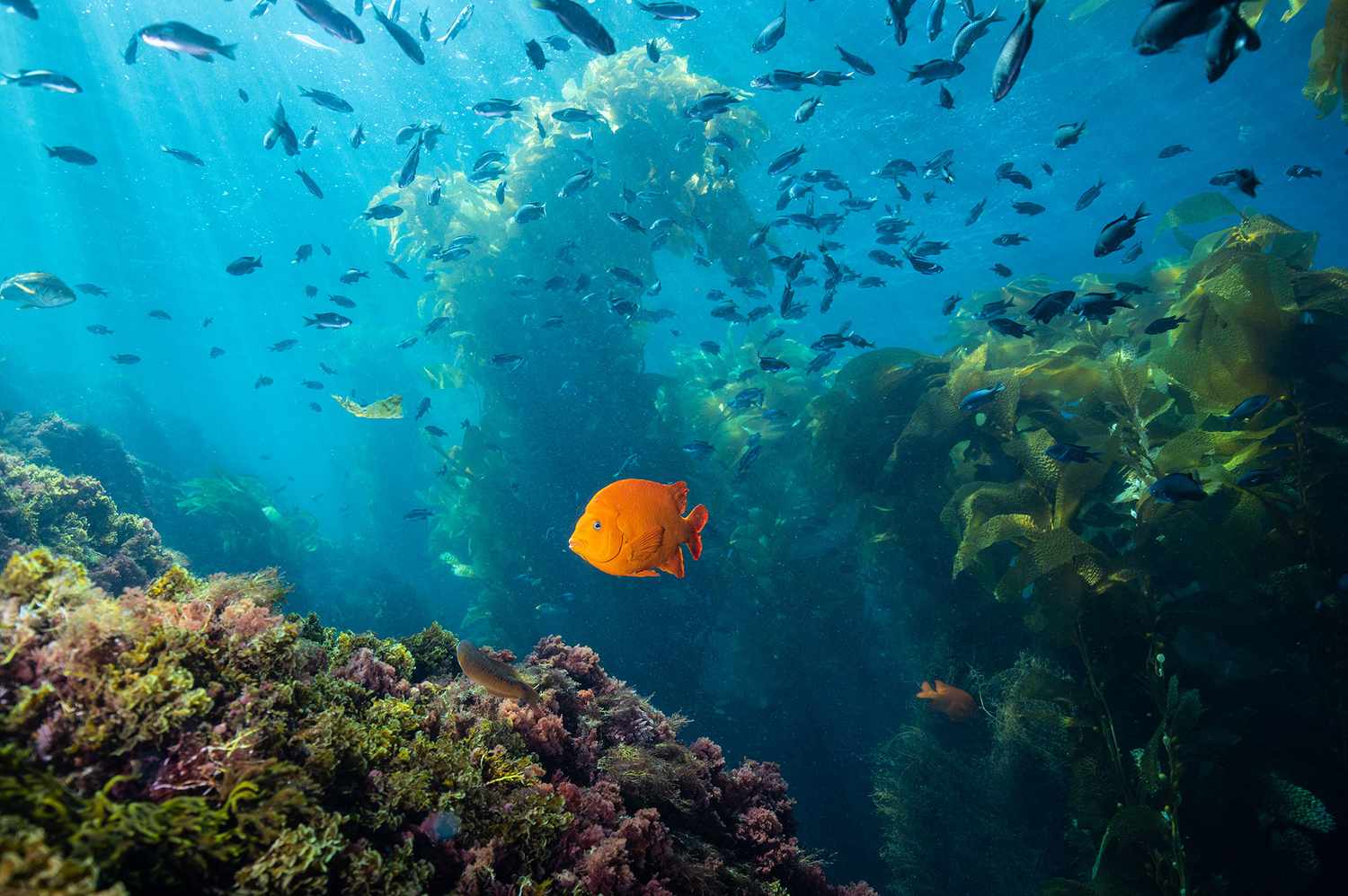 TAL underwater casino point dive park catalina island california SCUBACATALINA0625 42223f93242f471e9