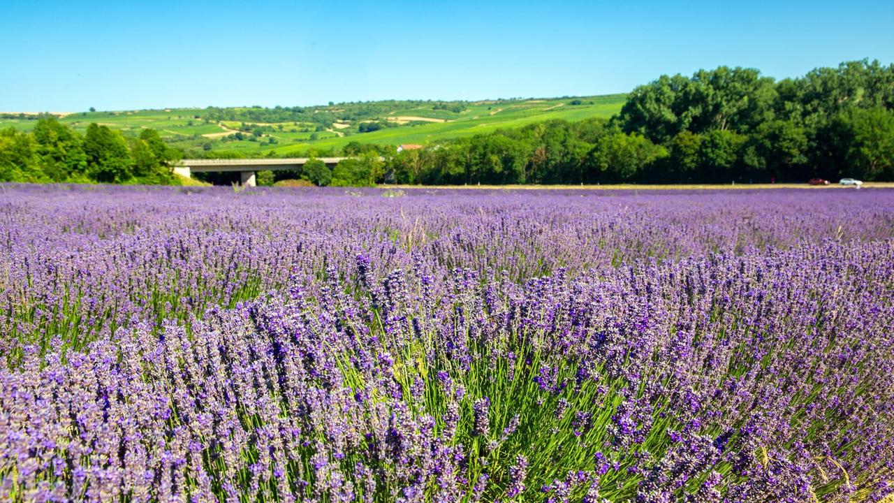 swr dieses lavendelfeld steht nicht etwa in der provence sondern bei gruenstadt in der pfalz so sieh