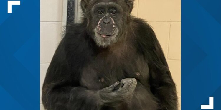 Chimpanzee returned to exhibit after escape at Indianapolis Zoo Chimpanzee returned to exhibit after escape at Indianapolis Zoo