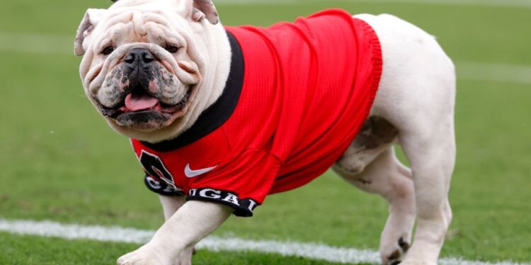 Georgia, Oklahoma rise in AP Top 25; three Group of 5 teams ranked Georgia, Oklahoma rise in AP Top 25; three Group of 5 teams ranked