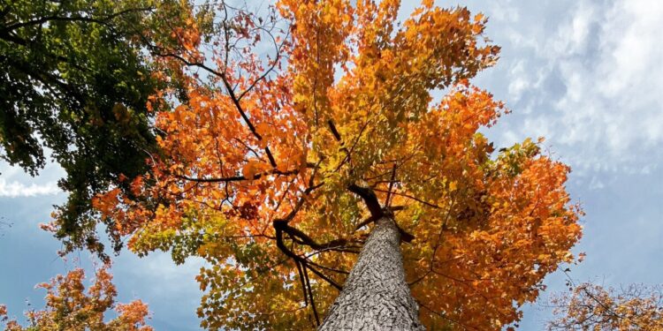 More mild weather ahead